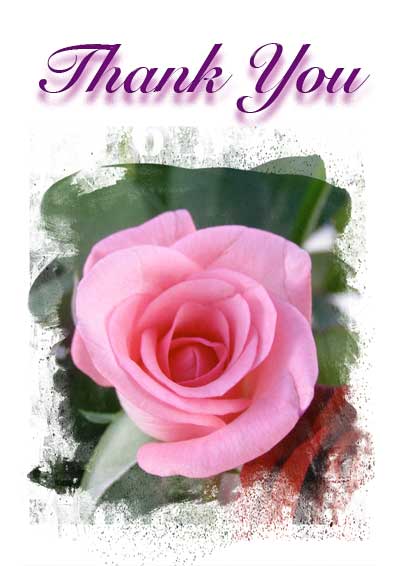 thank you pink roses